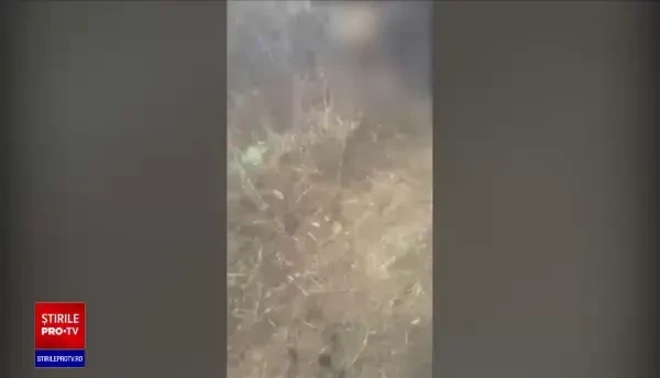 Măsuri mai dure împotriva maltratării animalelor. Zoofilia este de acum considerată infracţiune