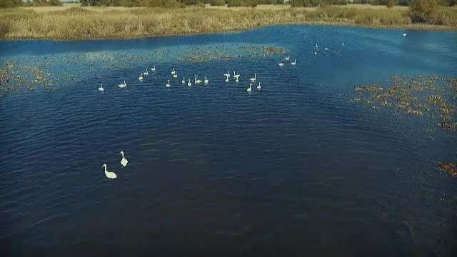 Comisia de Mediu a dat aviz favorabil legii care permite vânătorilor să împuște zilnic un număr mai mare de păsări