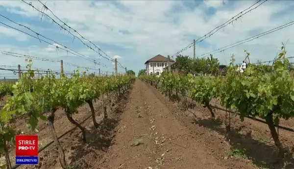 Vinul și berea vor rămâne în cantități mari în butoaie anul acesta. Criza sticlei în Europa, cauzată de războiul din Ucraina