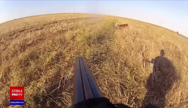 Se dă liber la vânătoarea de păsări migratoare. Activiştii avertizează că unele specii ar putea fi vânate până la dispariție