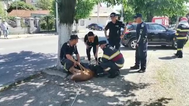 Pompierii și jandarmii din Câmpulung Muscel, chemați să prindă un căprior rătăcit. Animalul a fost eliberat în pădure
