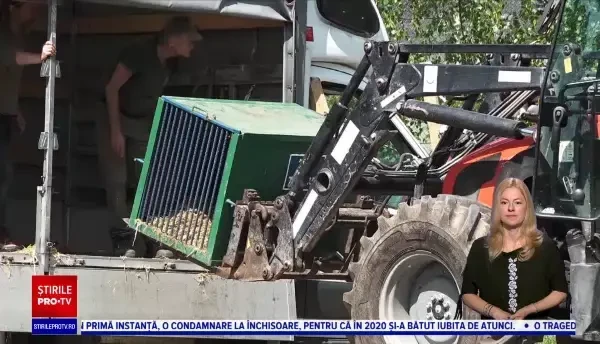 O familie de lei din Ucraina a ajuns la Grădina Zoologică din Târgu Mureș
