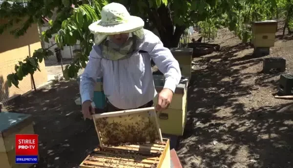 Mii de albine mor din cauza poluării. Fenomenul este unul extrem de îngrijorător