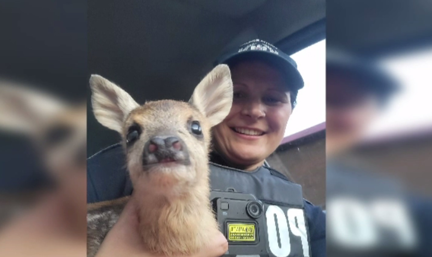 Un pui de căprioară care nu se mai putea deplasa, salvat de polițiștii din Bacău