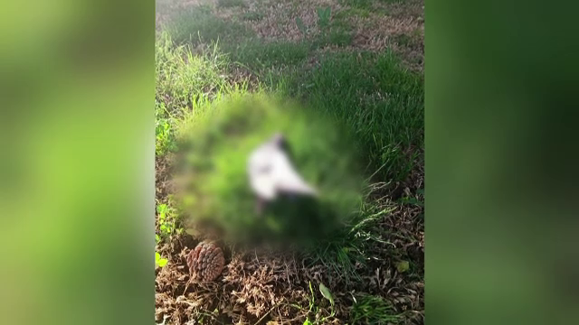 Anchete după ce zeci de porumbei au fost găsiți morți în Sectorul 6 din Capitală. Ce este boala aripilor de îngeri