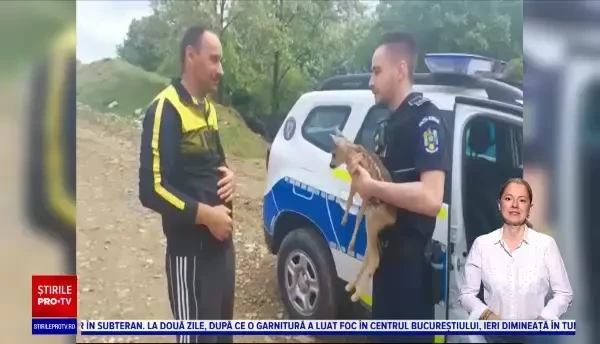 Un pui de căprioară care nu se mai putea deplasa, salvat de polițiștii din Bacău