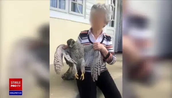 O femeie din Iași riscă să ajungă după gratii după ce a ucis un uliu și s-a lăudat pe rețelele sociale