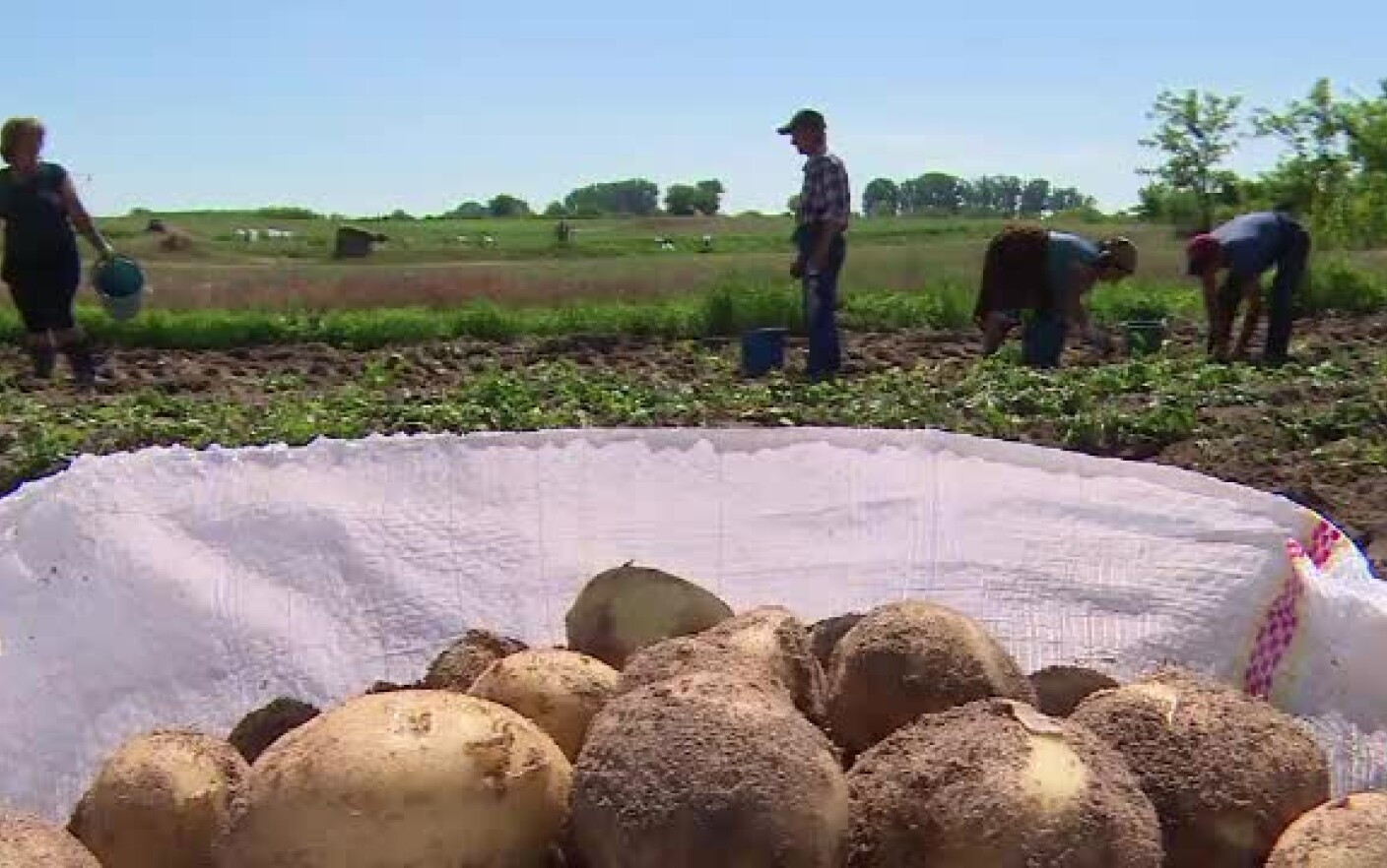 Deși România ar putea hrăni 80 de mil. de oameni, agricultura rămâne un domeniu înapoiat, la mila cerului