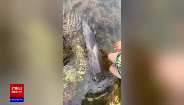 Situație dramatică în Marea Neagră, din cauza răboiului. Tot mai mulți delfini cu răni adânci pe corp și cu arsuri