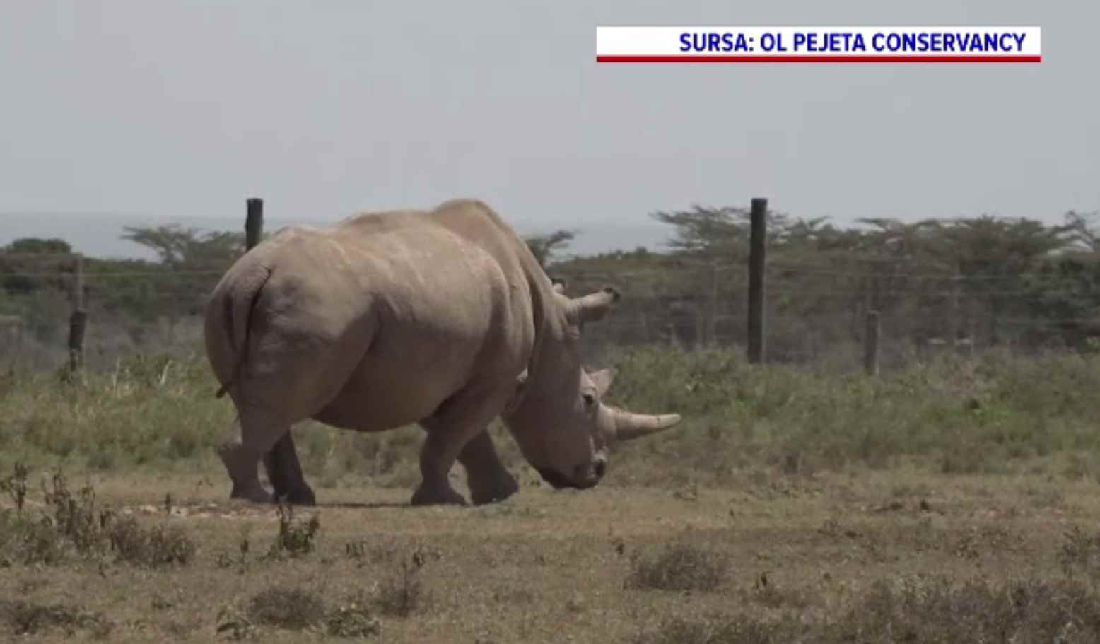 Fertilizare in vitro pentru salvarea unui animal aproape dispărut. Ultimul mascul de rinocer alb a murit acum patru ani