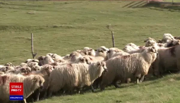 Criză de personal în domeniul oieritului. Proprietari de turme: Ciobanii nu vin nici pe 4.000 de lei pe lună