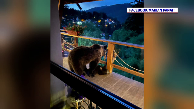City managerul oraşului Sinaia s-a trezit cu o ursoaică pe terasa casei