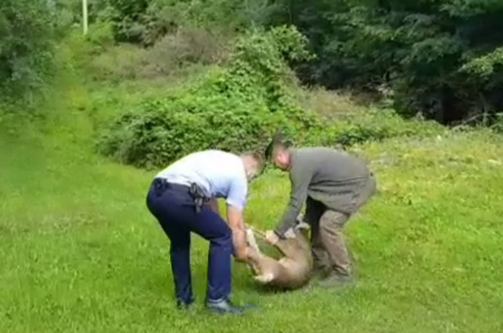 Intervenție dificilă în curtea unui localnic. Doi polițiști din Buzău au ajutat la nașterea unui pui de căprioară