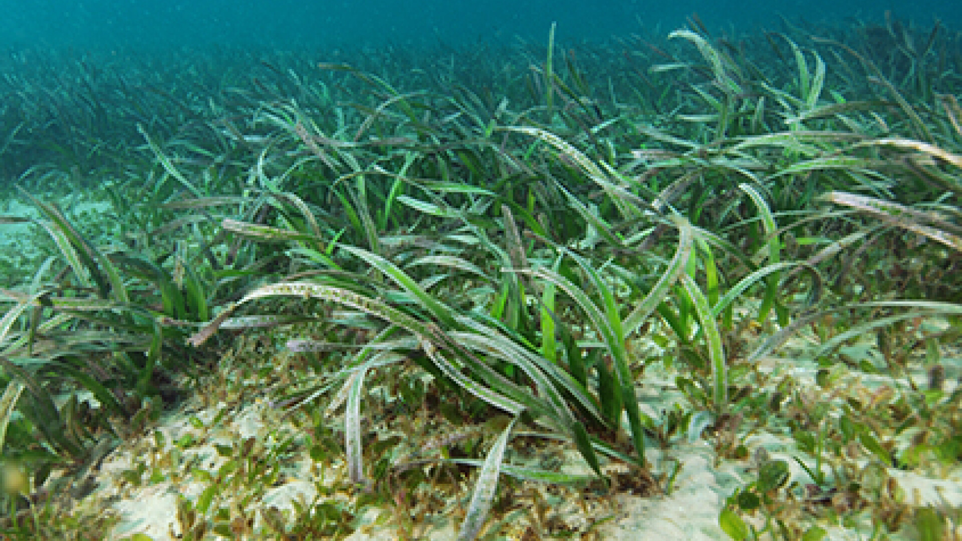 "Cea mai mare plantă de pe Pământ" se întinde pe 200 de km pătrați. Este de trei ori cât Manhattanul