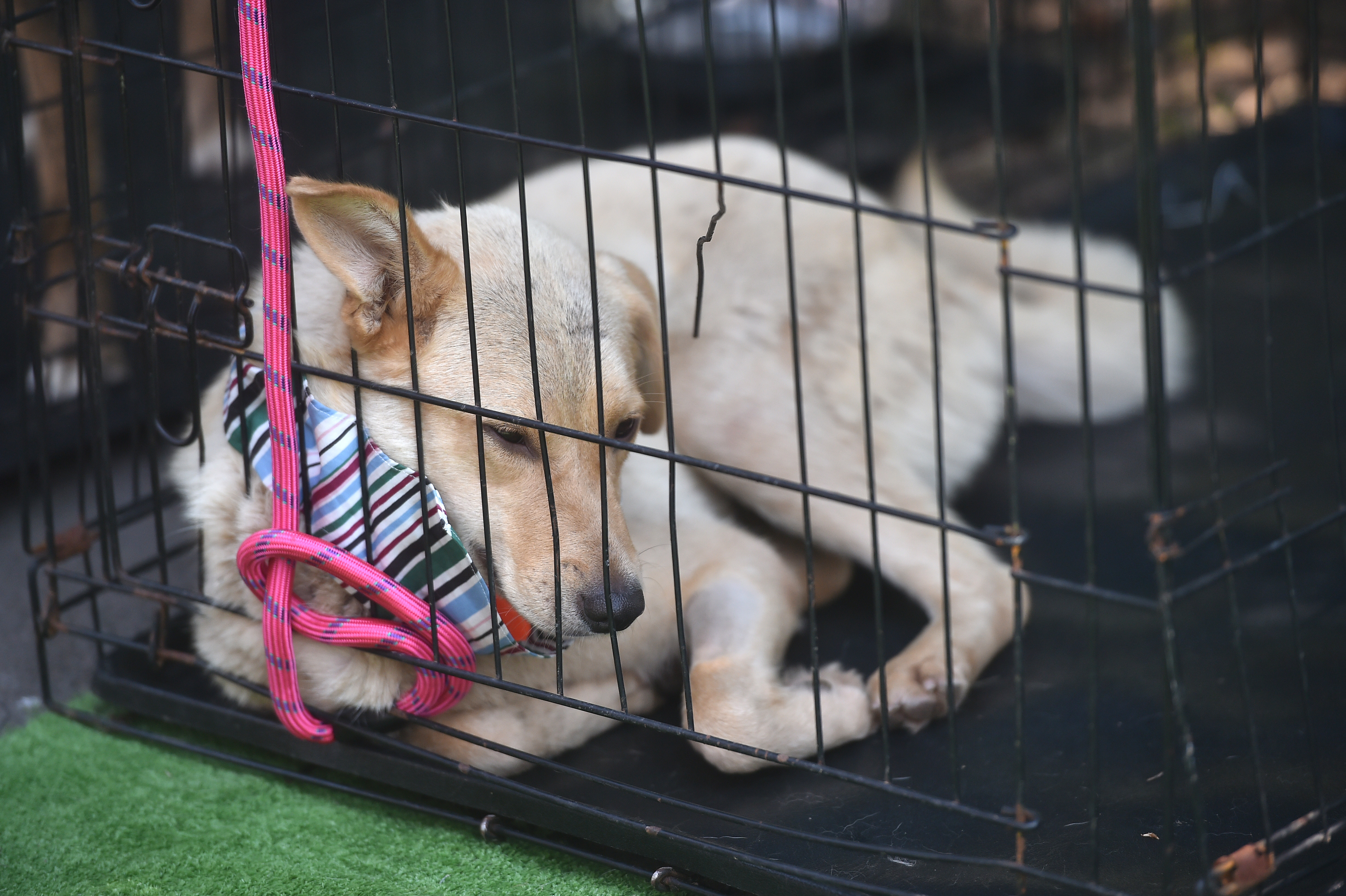 Primăria Capitalei a sesizat Parchetul în legătură cu mai multe nereguli descoperite la ASPA