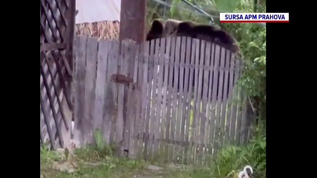 Urșii apar tot mai des în curțile oamenilor. Imaginile surprinse într-o gospodărie din Prahova