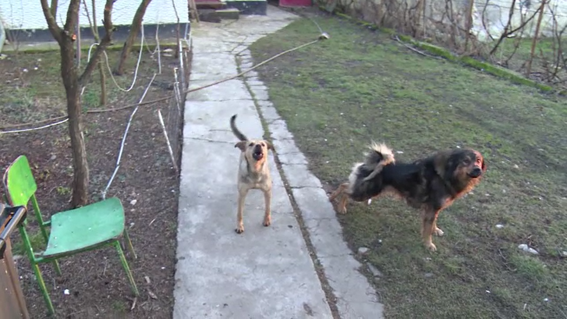 Primăria Iașiului trebuie să plătească 10.000 de lei unui bărbat care a fost mușcat pe stradă de un câine fără stăpân