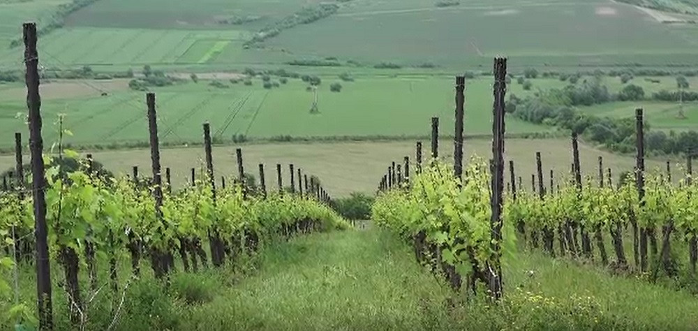 Mureș: Turiștii străini sunt invitați să adopte simbolic un butuc de viță de vie din soiul Fetească Regală