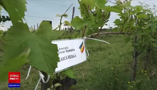 Mureș: Turiștii străini sunt invitați să adopte simbolic un butuc de viță de vie din soiul Fetească Regală