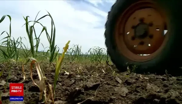 Programul „Usturoiul”, un adevărat succes. Importurile au scăzut cu o mie de tone