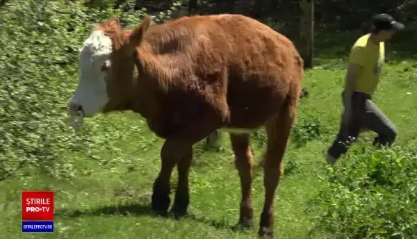 Incendiul care a devastat periferia sudică a Atenei, controlat de pompierii din Grecia