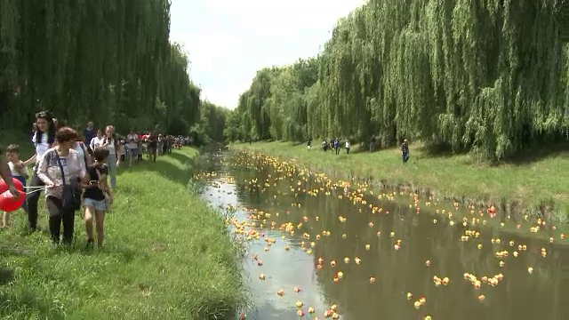 Mii de rățuște galbene s-au întrecut pe râul Cibin, pentru o cauză nobilă. Despre ce este vorba
