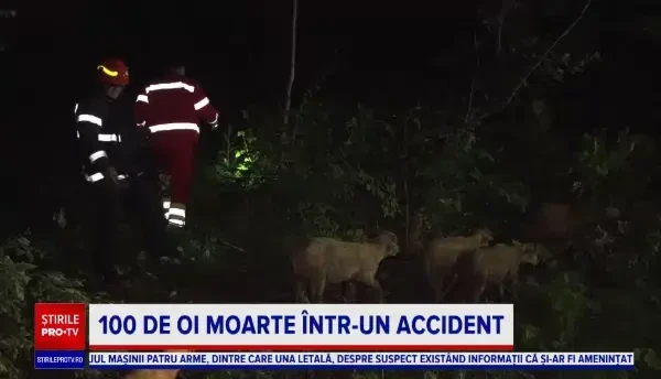 Un camion plin cu oi s-a răsturnat între Cheia și Măneciu. Șoferul a scăpat, dar o sută de oi, nu