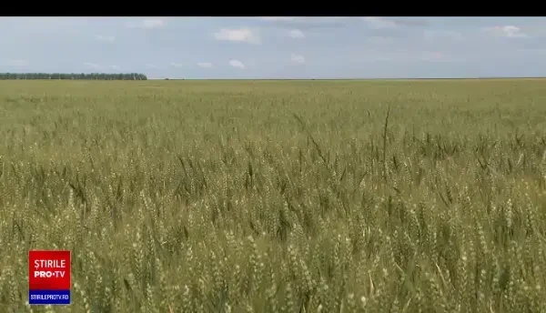Ministerul Agriculturii vrea să îi convingă pe fermierii români să păstreze în ţară grâul. Ce măsuri pregătesc