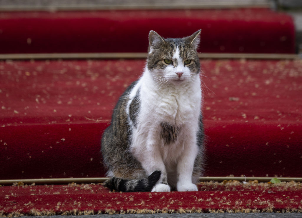 Celebrul motan Larry, fotografiat în timpul unei întruniri a cabinetului Boris Johnson, din Downing Street