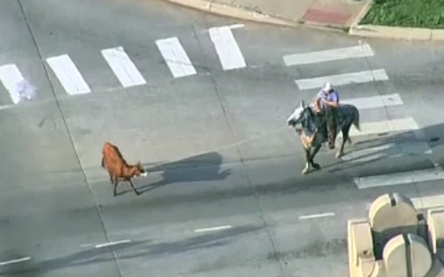 O vacă scăpată pe o autostradă aglomerată din SUA, prinsă cu un lasou de doi cowboy