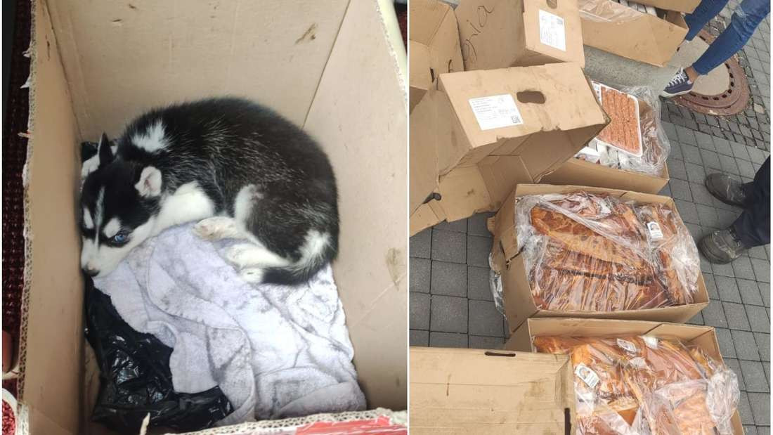 Polițiștii germani i-au confiscat unui șofer român câinele și carnea din portbagaj, după ce l-au oprit pe autostradă