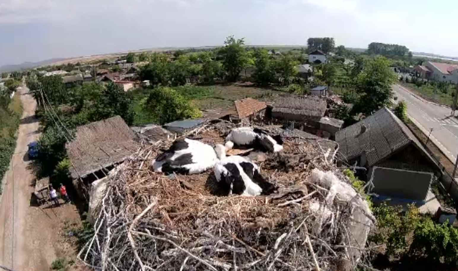 A început recensământul berzelor. Cum poate contribui oricine, printr-o aplicație