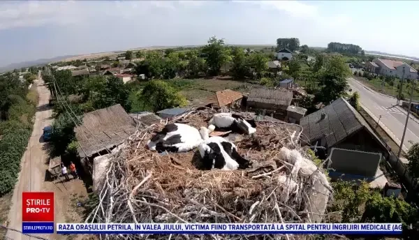 A început recensământul berzelor. Cum poate contribui oricine, printr-o aplicație