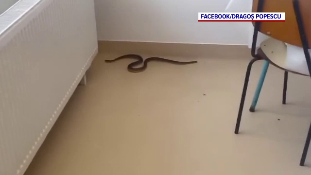 Momente de panică la Spitalul din Balș. Un șarpe lung de un metru și jumătate a intrat în clădire