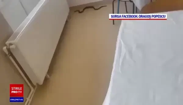 Momente de panică la Spitalul din Balș. Un șarpe lung de un metru și jumătate a intrat în clădire
