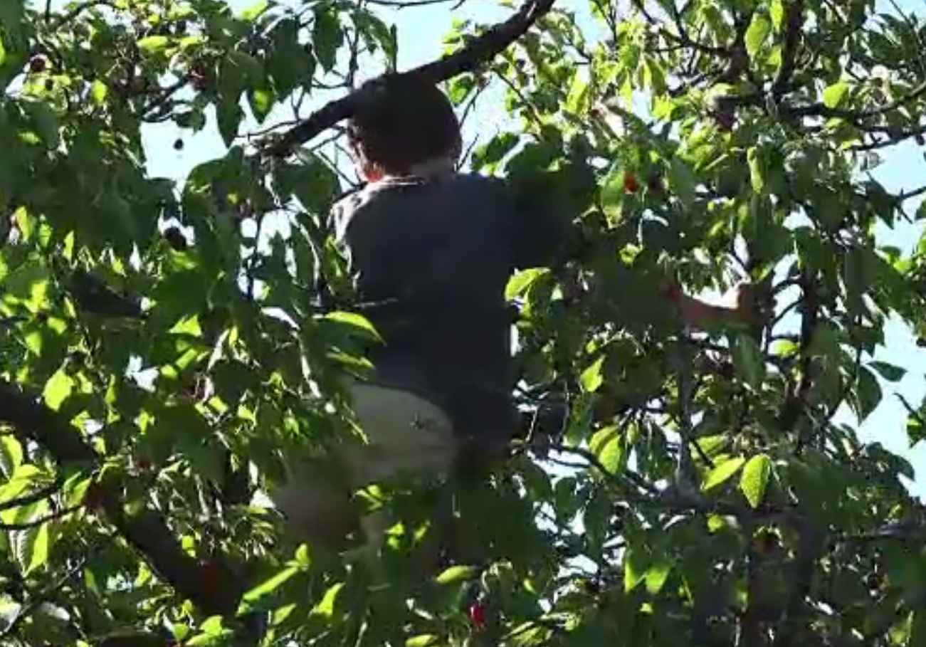 Soluția găsită de un fermier care nu găsea zilieri care să-i culeagă cireșele. Campionat de cules, în Mureș, cu bonusuri