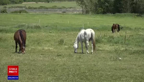Taberele tematice și de echitație pentru copii, la mare căutare. Se fac rezervări cu multe luni înainte