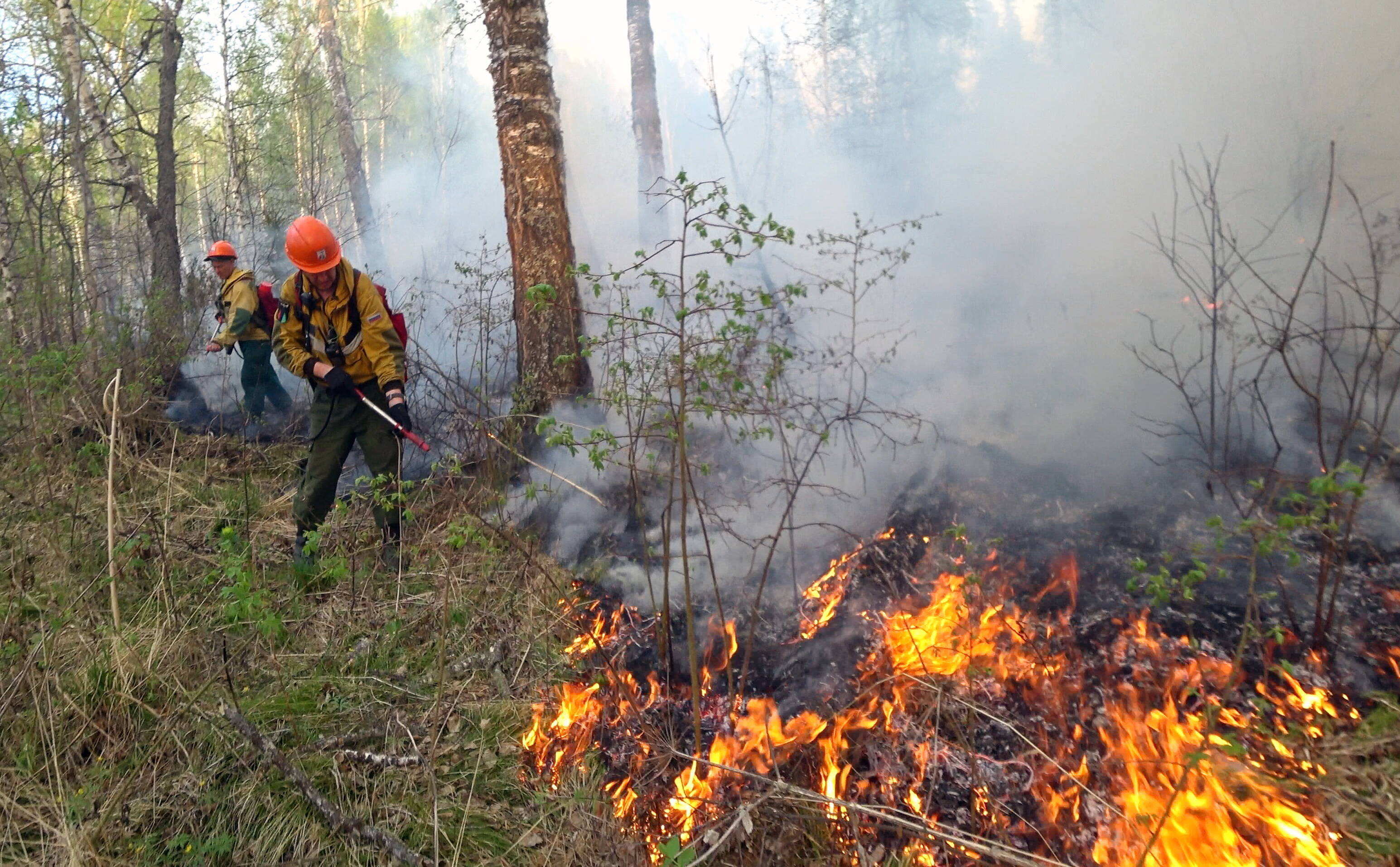 Veste bună pentru proprietarii pădurilor calamitate. 100 de milioane de euro, alocate prin PNRR, pentru regenerarea ariilor