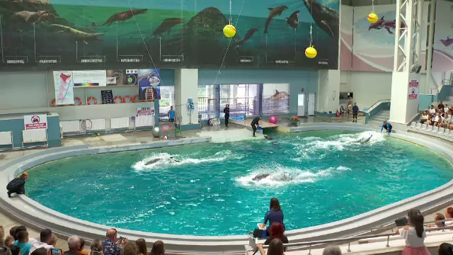 Delfinariul din Constanţa şi-a redeschis porţile. Vor fi aduși delfini din Ucraina. Cât costă biletele pentru adulți și copii