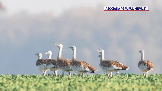 O linie electrică aeriană a fost îngropată pentru salvarea unei specii de păsări amenințată cu dispariția