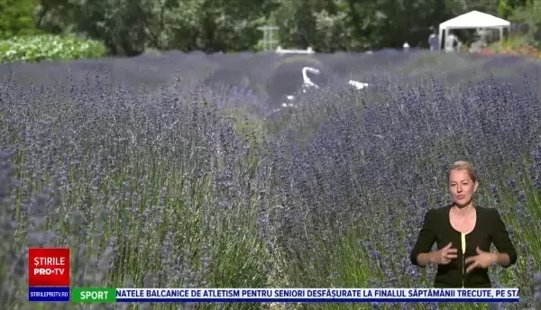 Lanurile înflorite de lavandă atrag turiști din toată țara