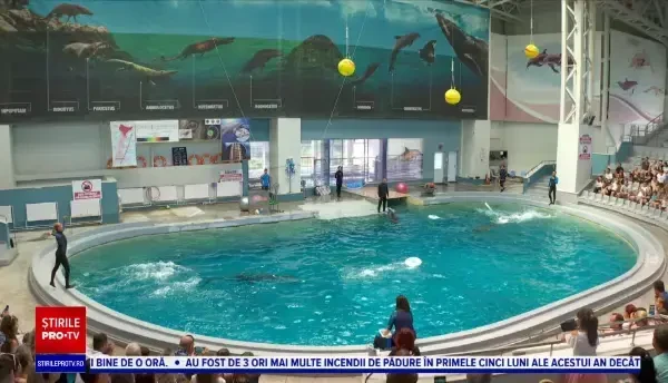Delfinii ”refugiați” din Ucraina fac spectacol la Constanța alături de semenii lor de la Delfinariu. Cum se înțeleg
