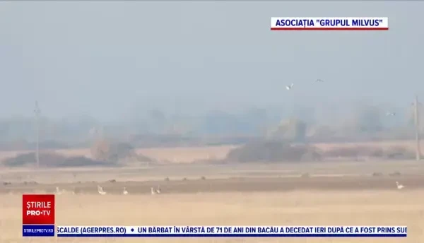 O linie electrică aeriană a fost îngropată pentru salvarea unei specii de păsări amenințată cu dispariția