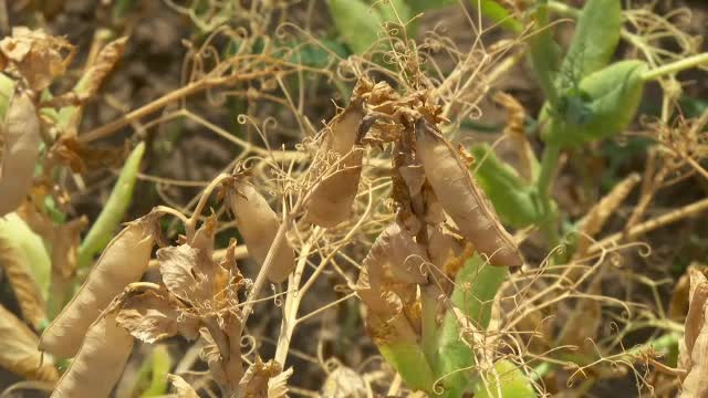 Apa, raționalizată în nordul țării. România trece prin una dintre cele mai secetoase perioade din istorie