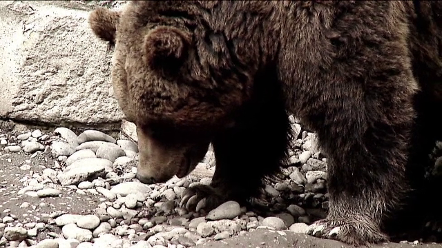 Un pui de urs a fost prins în orașul Petroșani. Ce s-a întâmplat cu animalul