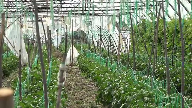 Agricultorii ar putea primi până la 200.000 de euro de la stat pentru înfiinţarea de noi sere de legume și fructe