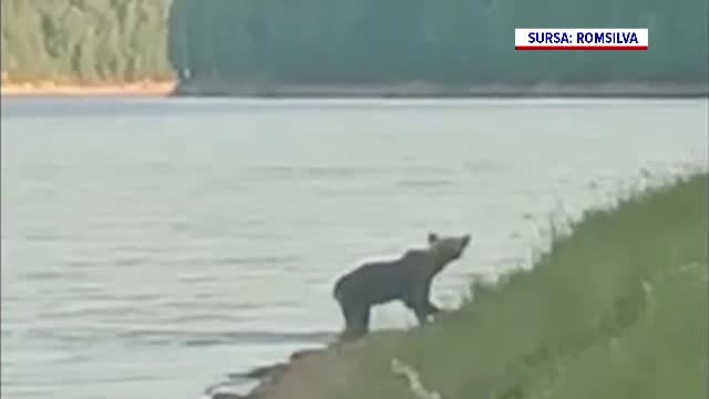 VIDEO Imagini adorabile cu un ursuleț surprins în timp ce înota în lacul Vidraru