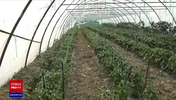 Cum a încercat un fermier din Bihor să-i păcălească pe inspectorii care voiau să îi verifice recolta de roșii