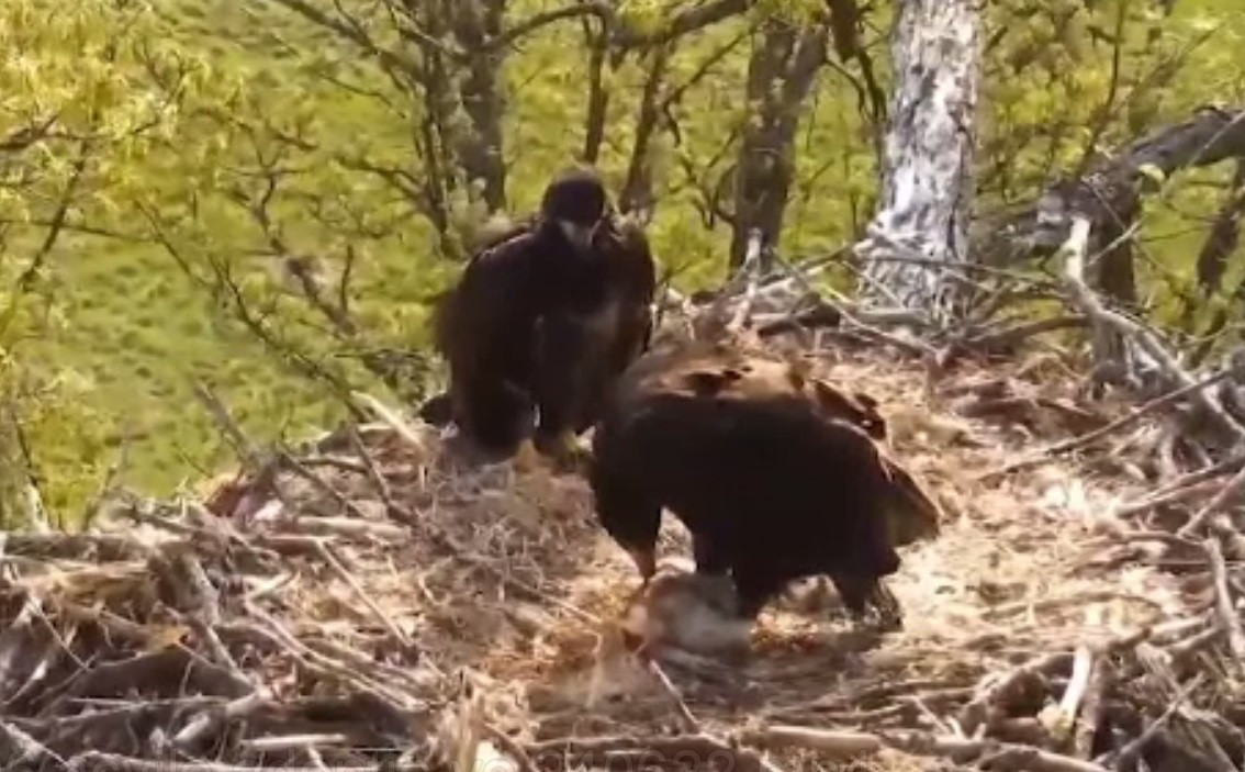 Un pui de șoim a fost adoptat de o pereche de acvile americane. Cum a fost posibil