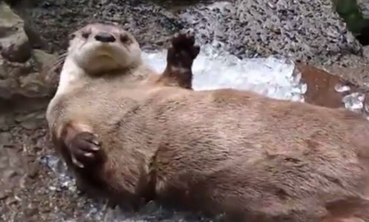 Animalele din SUA, tot mai afectate de caniculă. Cum au reușit să se răcorească trei vidre de la o grădină zoologică